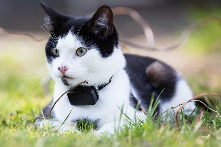cat-with-gps-tracker-1200x800